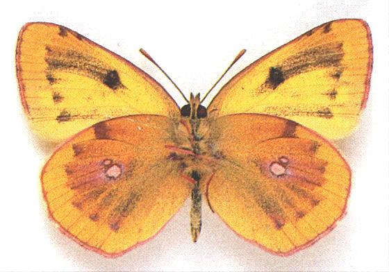 Colias australis (melanic), Langen am Arlberg, Austria, 8-18--1952 (Internet Image property of respective owner, non-commercial use only)